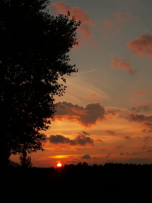 Sunset Tree The Sun