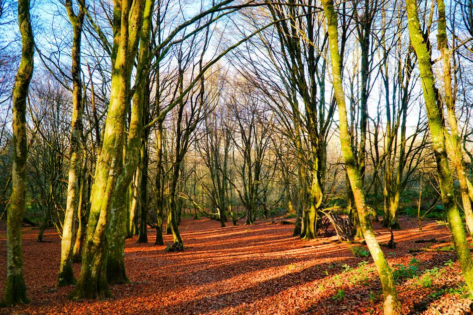 Autumn Leaves Trees