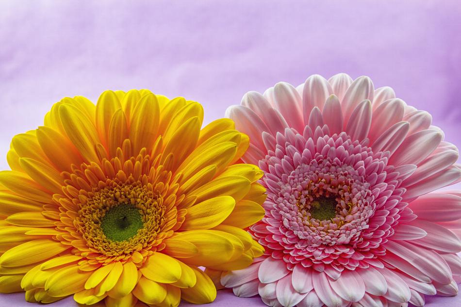 Flower Gerbera Plant