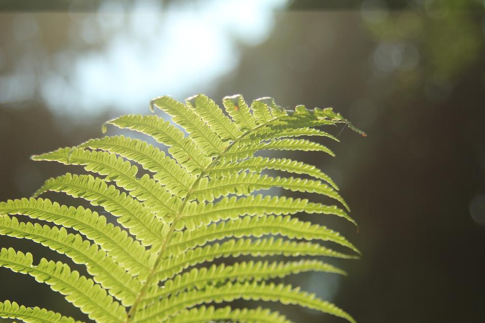 Leaf Flora Nature