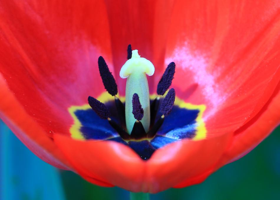 Flower Blossom Plant