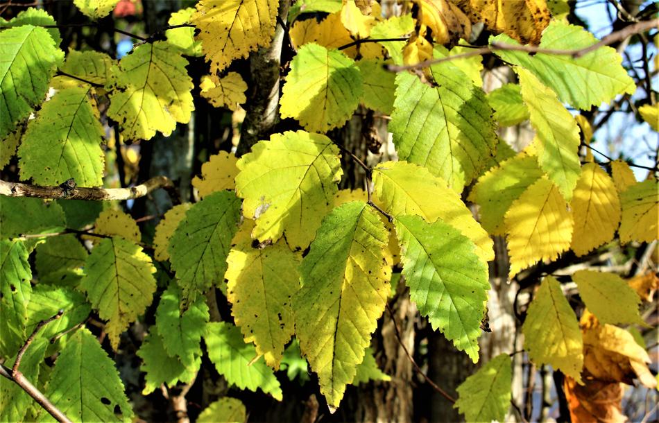 Autumn Yellow Leaves Leaf