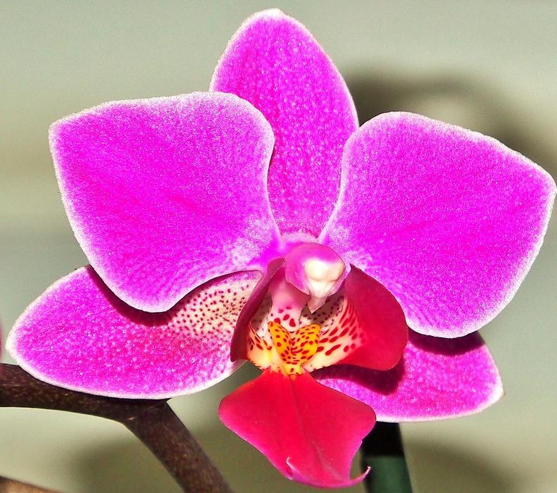 Flower Plant Tropical