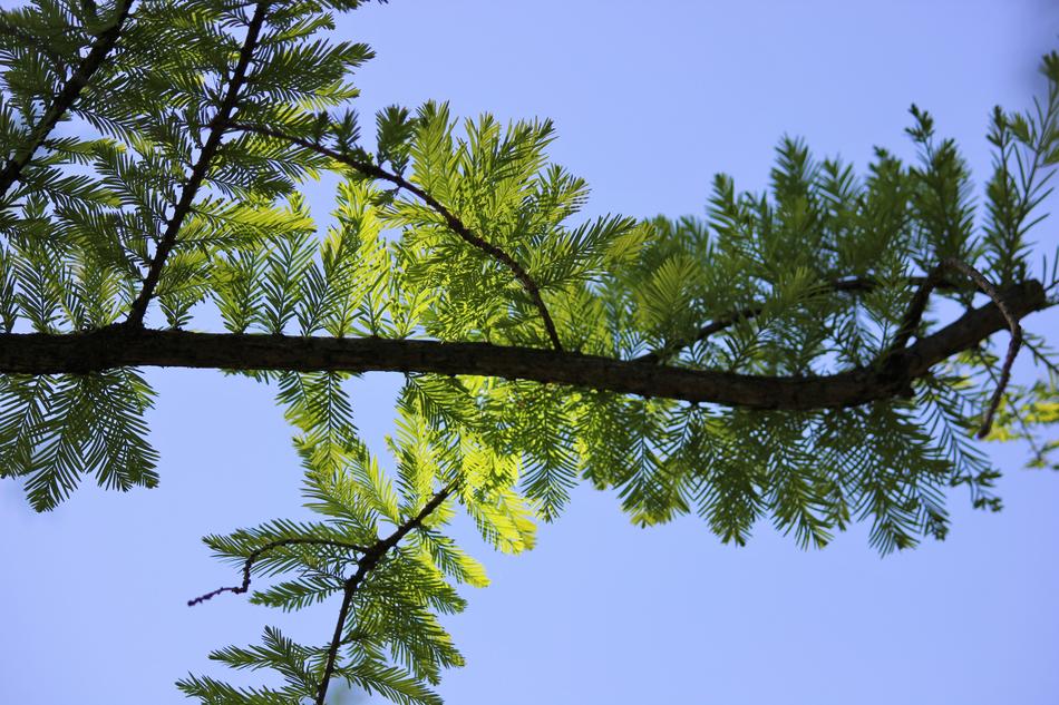 Branches Green Leaves