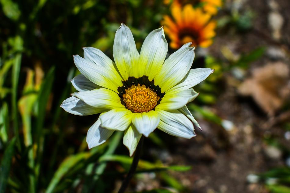 Nature Plant Flower