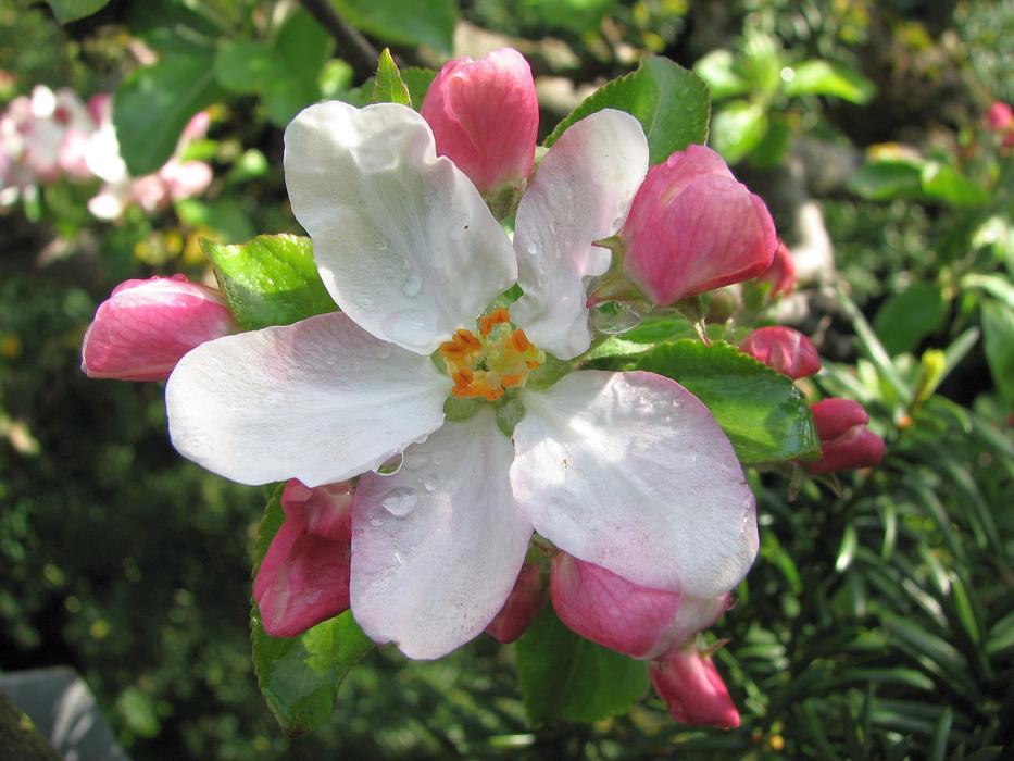 rose garden flower is beautiful