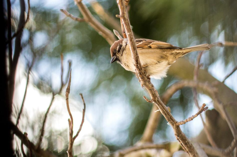 Tree Nature Bird