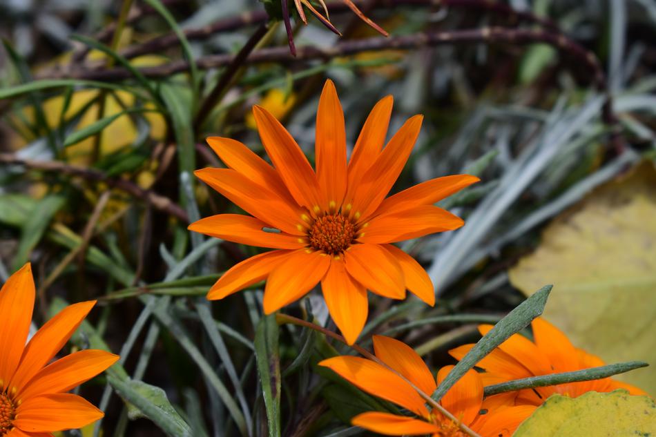 Plant Flower Nature