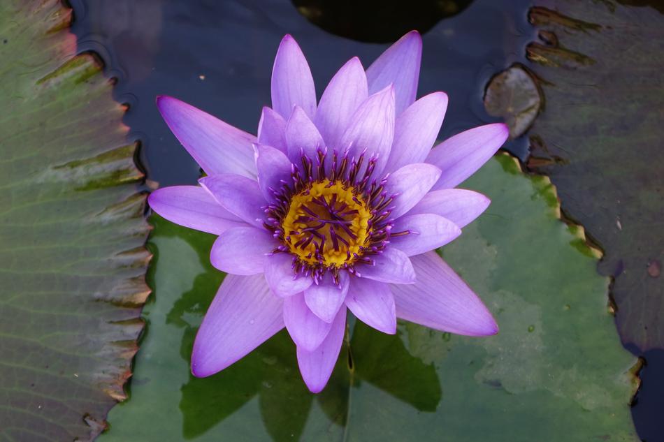 Pond Lotus Flower Aquatic