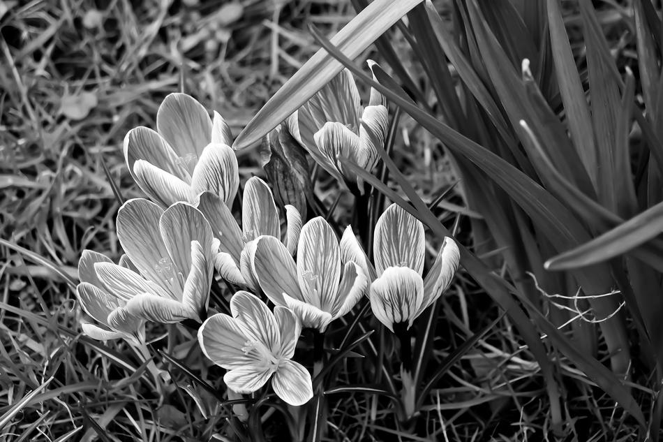 white flowers in the grass landscape