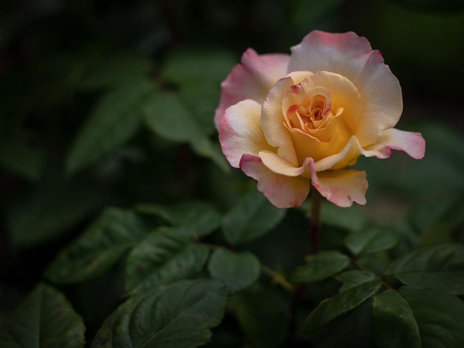 Rose Bloom Flower