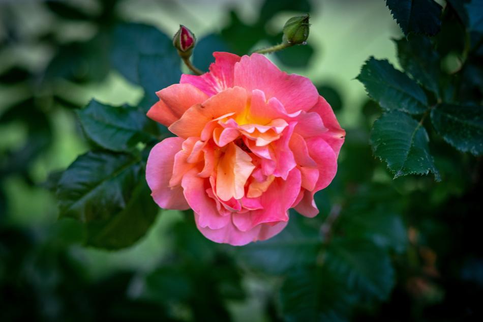 red rose on green foliage landscape