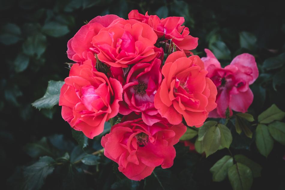 Rose Bloom Flower