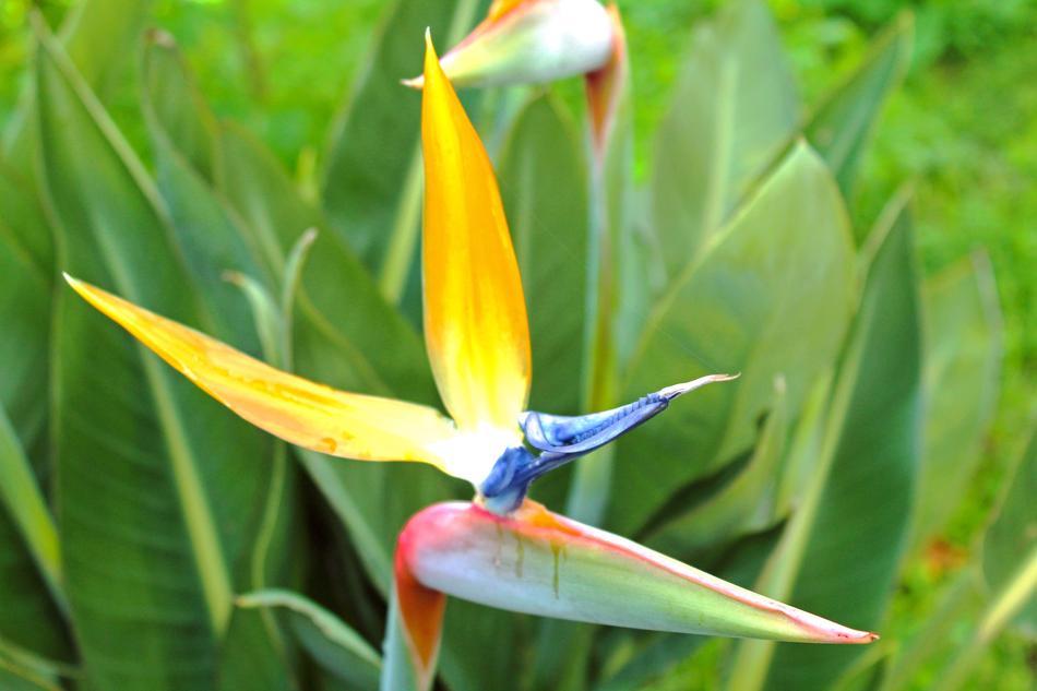 Nature Plant Summer