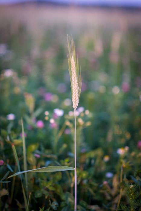Blade Of Grass Halm Meadow