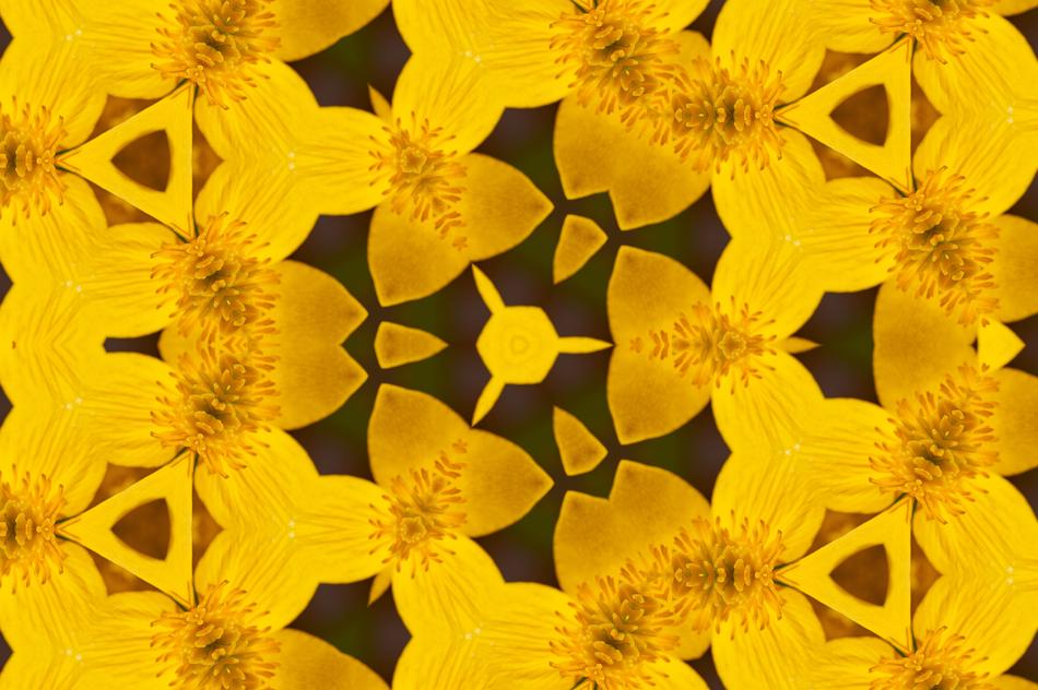 Flower Nature Plant
