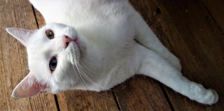 a beautiful cat with colored eyes