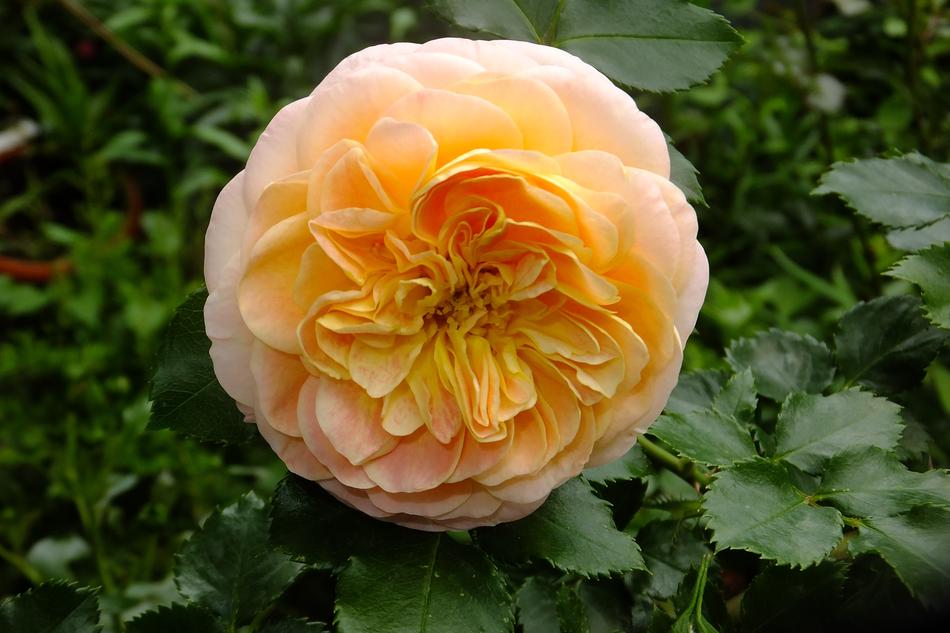 Nature Flower