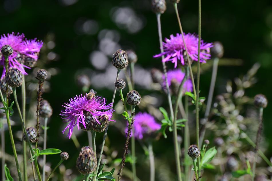 Meadow Flower Flowers