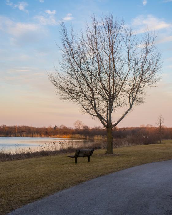 lonely bench with a tree landscape
