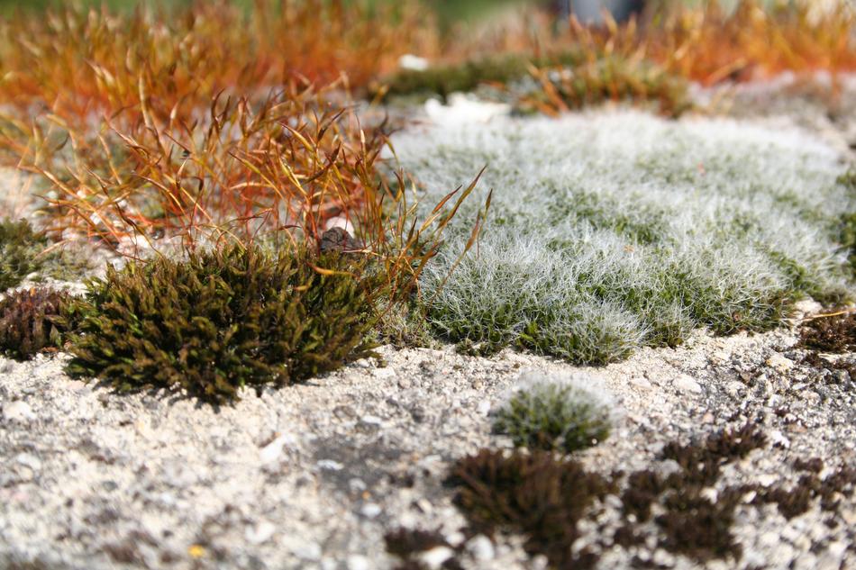 Moss Plant Fouling
