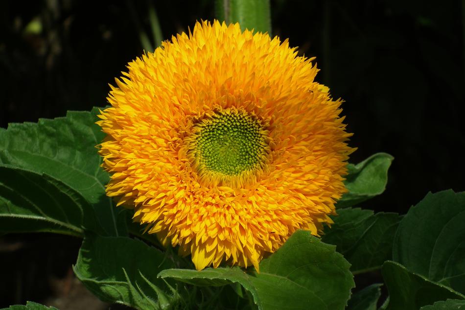 Nature Plant Flower Ornamental