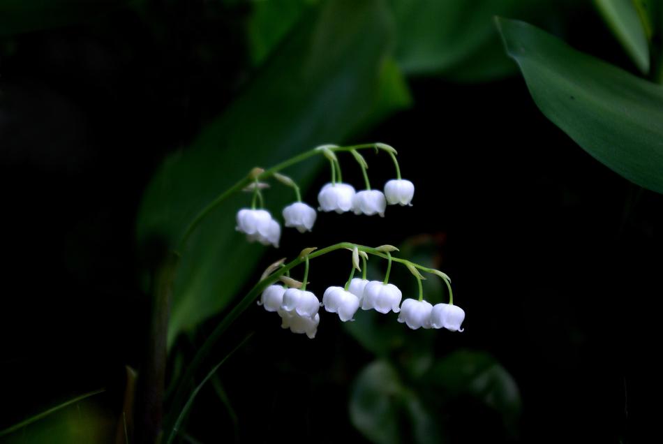Nature Plants Leaf