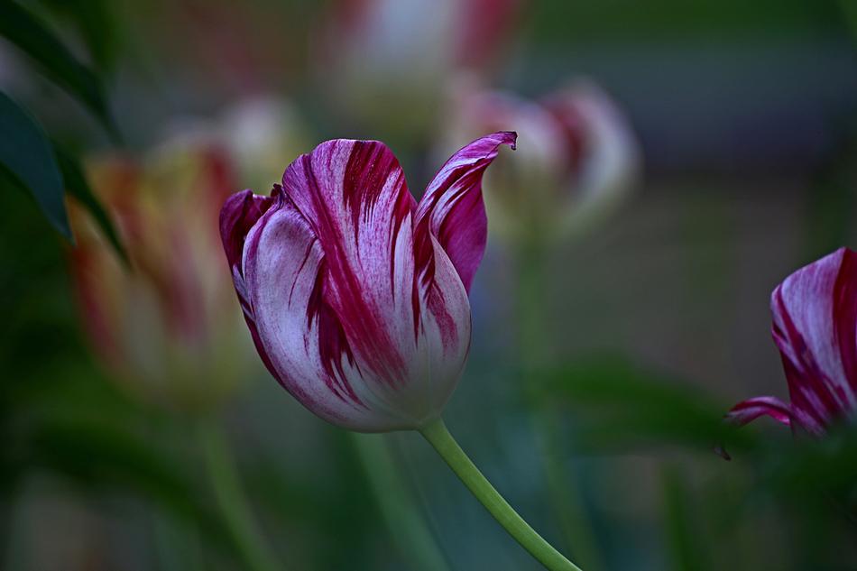Flower Nature Plant