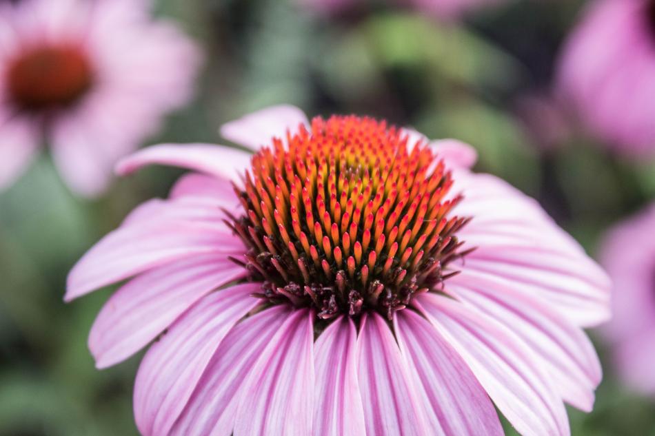 Flora Flower Garden