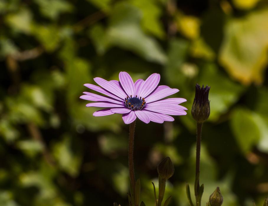 Flower Lilac Violet Wild