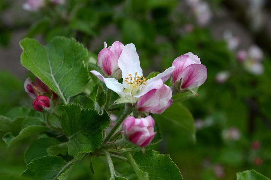Flower Nature Plant
