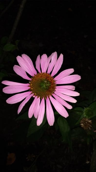 Flower Gardening