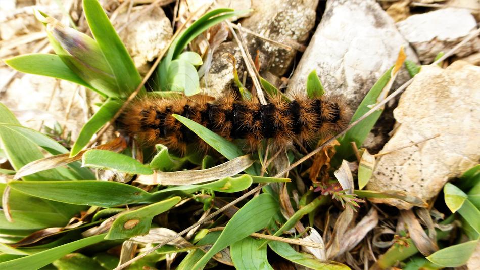 Nature Insect The Caterpillars