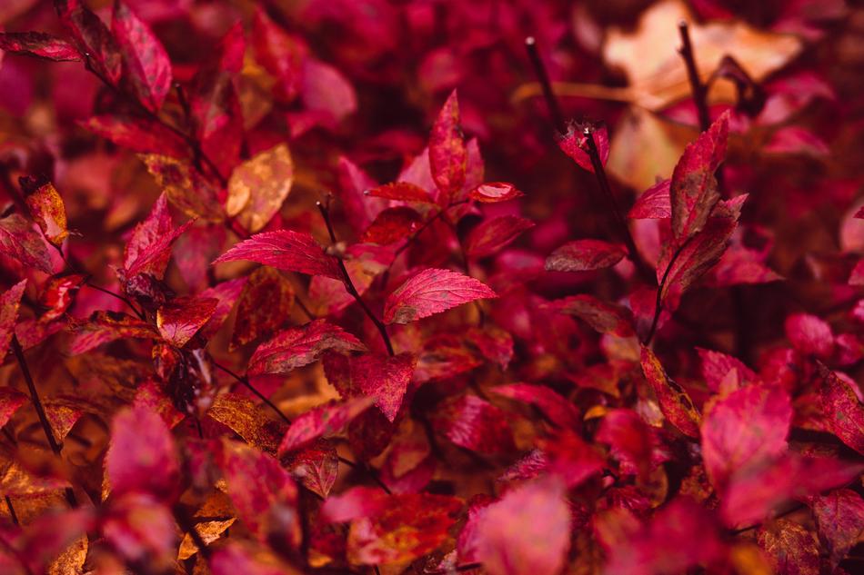 Nature Abstract Autumn