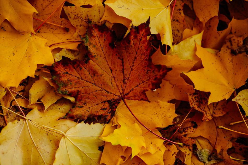 fall foliage is dry