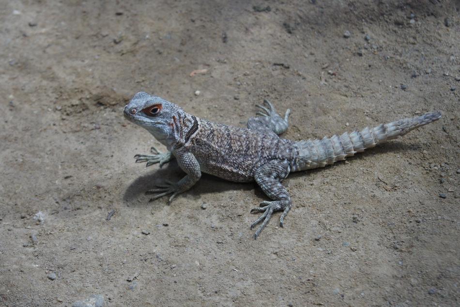 Reptile Nature Wildlife