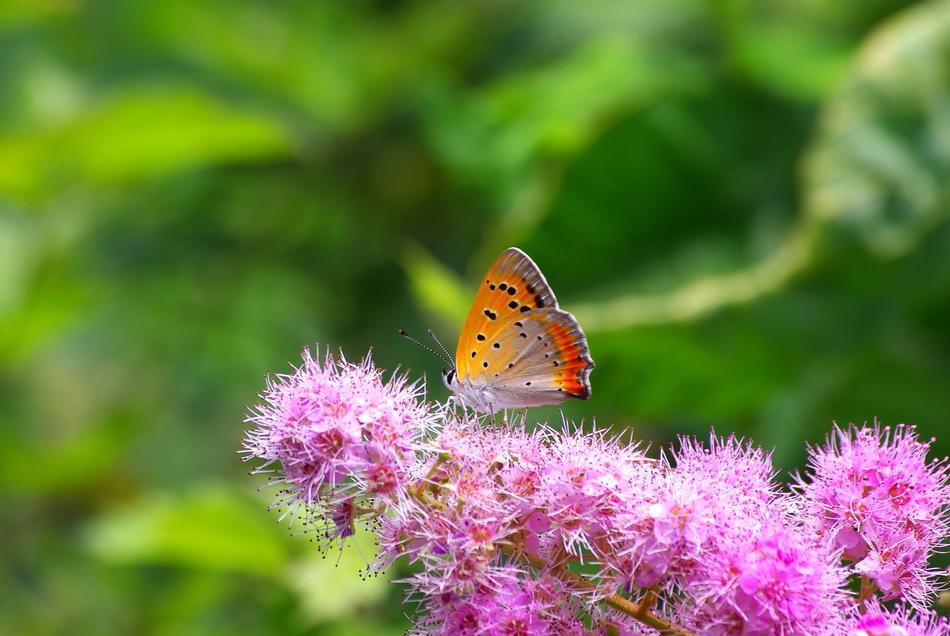 Nature Flowers Plants