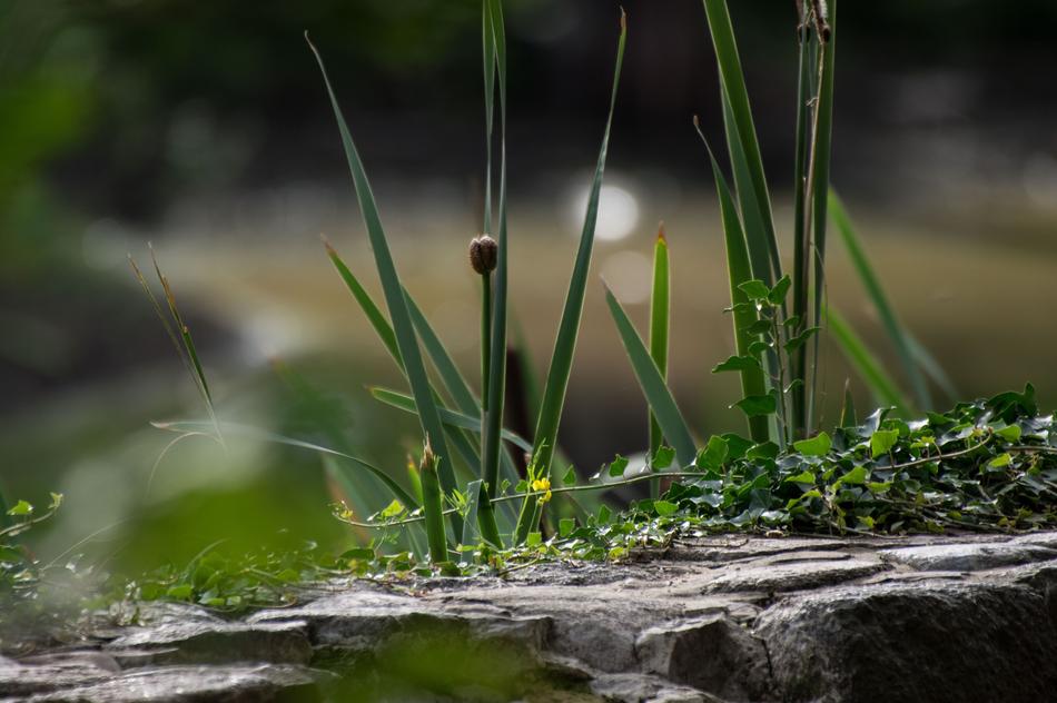 Nature Grass Plant