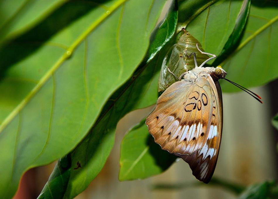 Nature Insect Butterfly