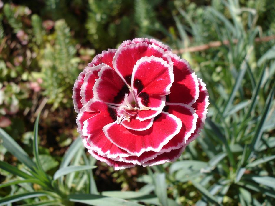 Nature Flower Plant