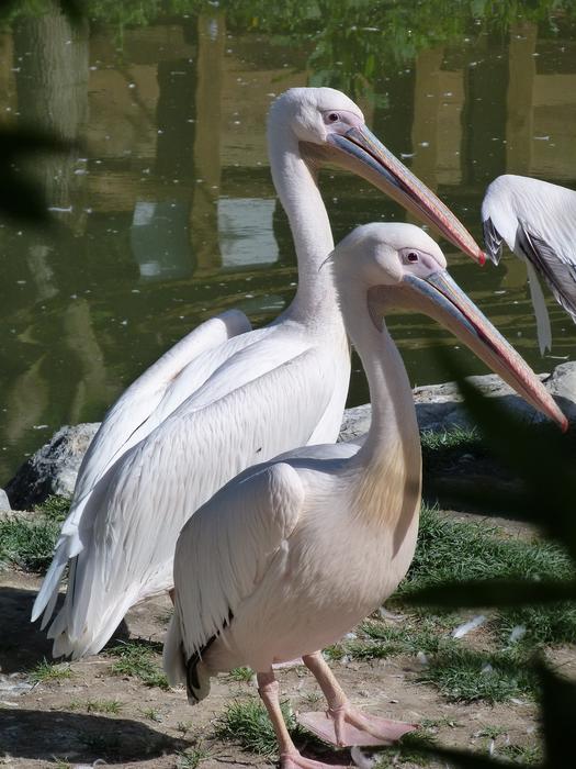 Pink pelican in the river
