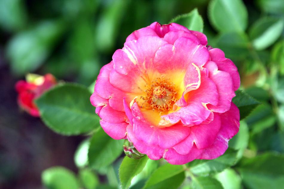pink big flower bush