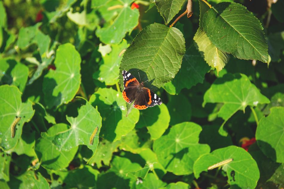 Nature Appealing Attractive
