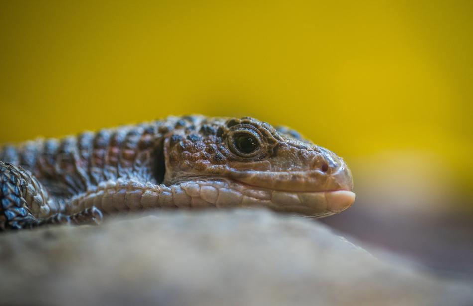Reptile Lizard Living Nature
