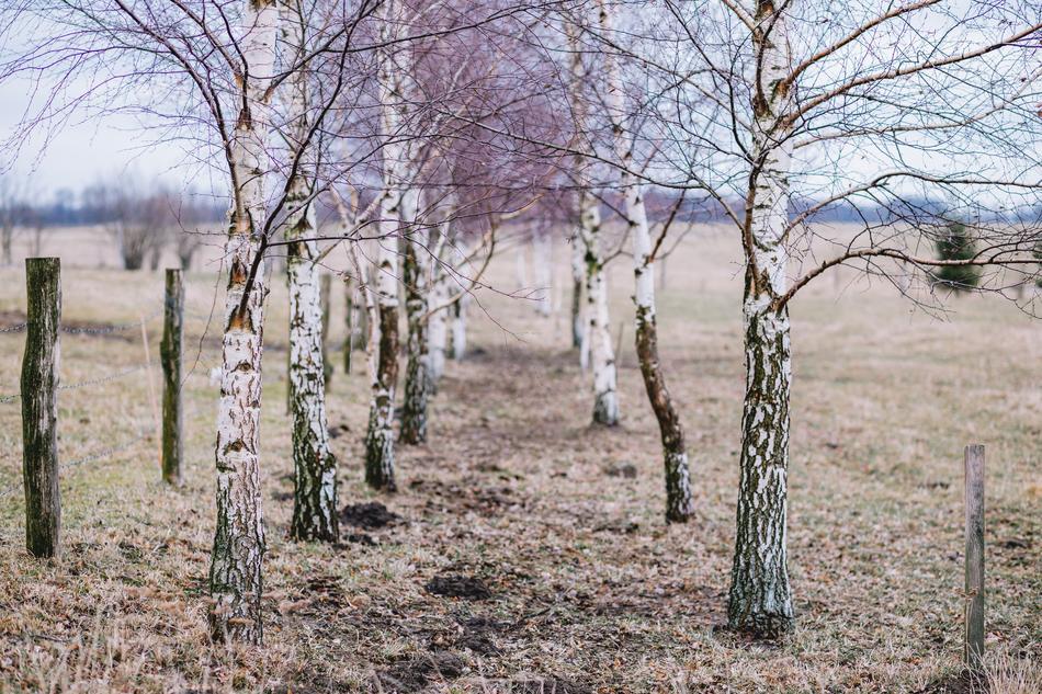 Nature Autumn Birch