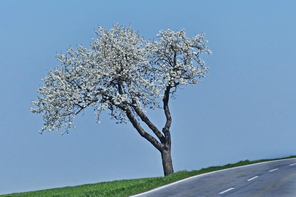 Tree Season Flourishing