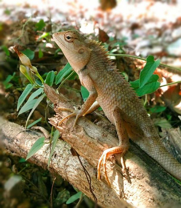 a large lizard on a branch in the zoo