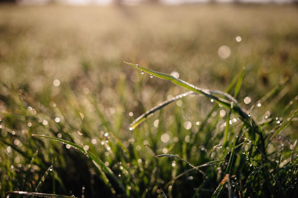 Nature Background Blade