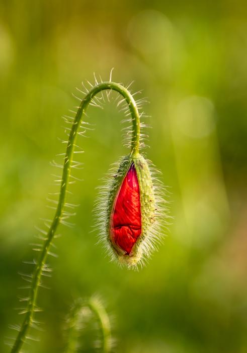 Klatschmohn Blossom Bloom
