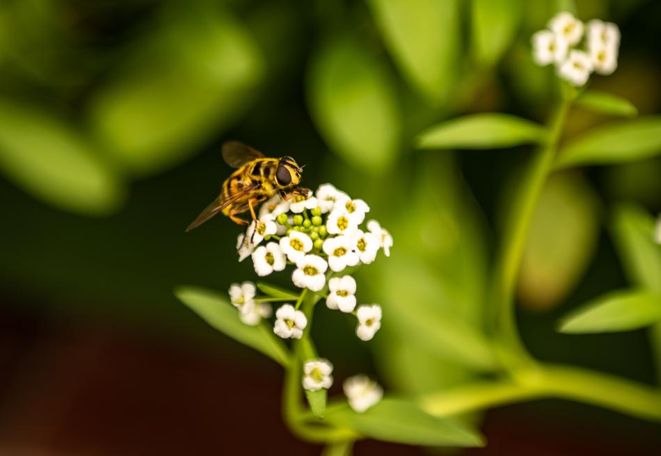 Nature Garden Plant